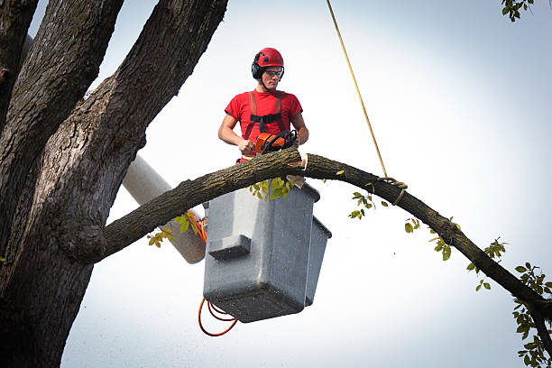 Best Tree Maintenance Programs  in Village Of Waukesha, WI